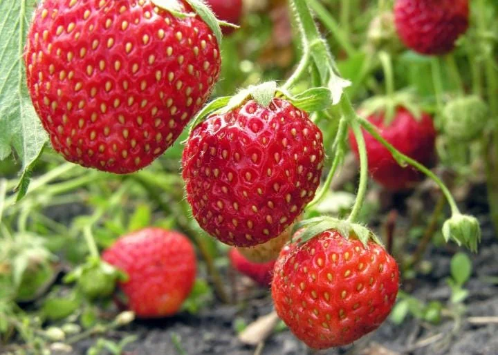 10 Guardian Strawberry Bare Roots - Fragaria × ananassa - June-Bearing Fruit Plant - Image 2