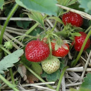 10 Guardian Strawberry Bare Roots - Fragaria × ananassa - June-Bearing Fruit Plant - Image 1