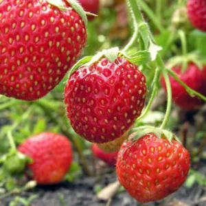 10 Guardian Strawberry Bare Roots - Fragaria × ananassa - June-Bearing Fruit Plant - Image 5