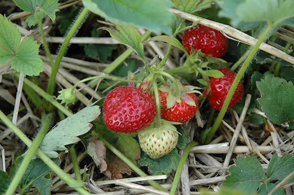 10 Guardian Strawberry Bare Roots - Fragaria × ananassa - June-Bearing Fruit Plant - Image 6