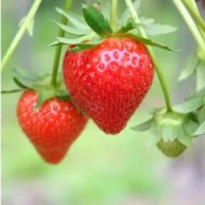 10 Guardian Strawberry Bare Roots - Fragaria × ananassa - June-Bearing Fruit Plant - Image 7