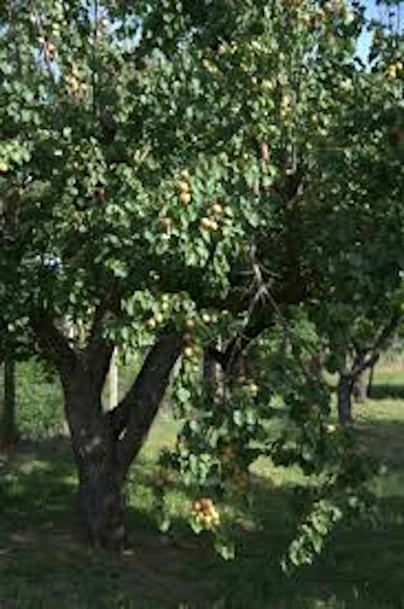 10 Hardy Apricot Tree Prunus armeniaca Live Fruit Starter Plant - Image 4