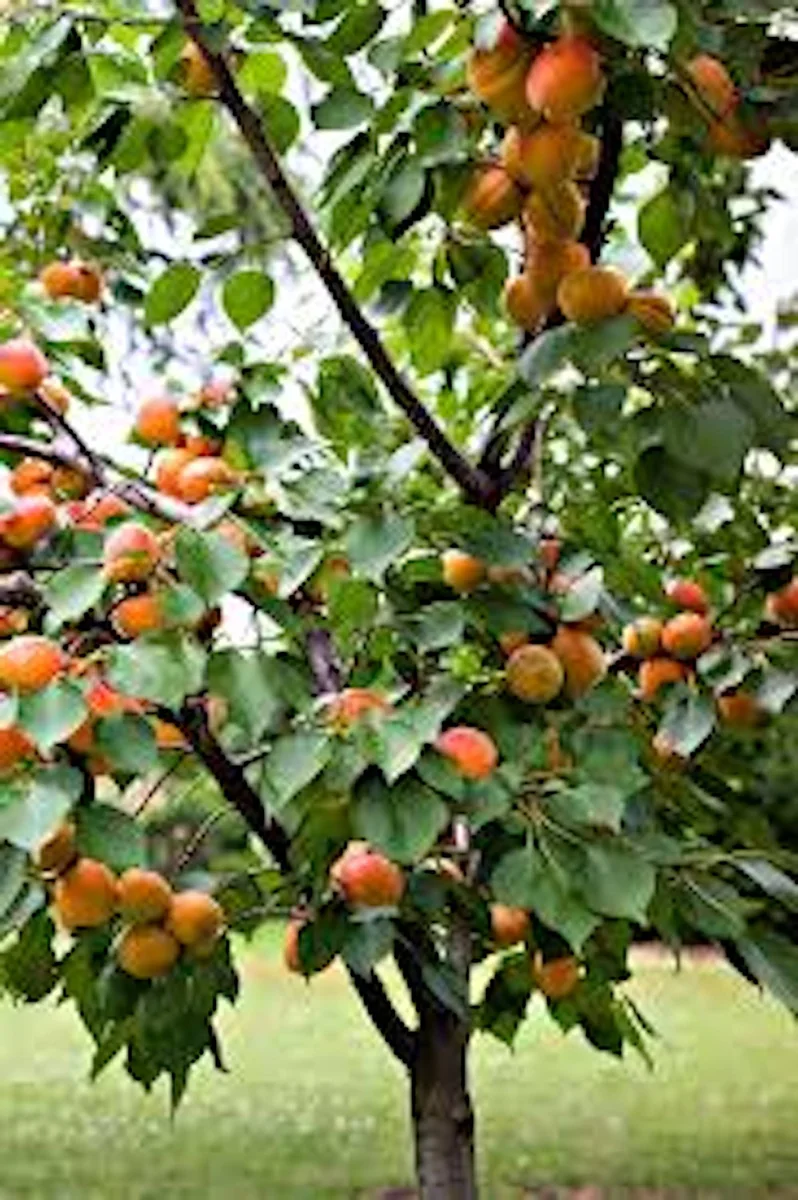 10 Hardy Apricot Tree Prunus armeniaca Live Fruit Starter Plant - Image 1