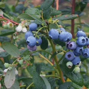 10 Heintooga Blueberry Starter Plugs - Highbush Vaccinium formosum x Live Plants, USDA Zones 4-10 - Image 1