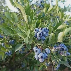10 Heintooga Blueberry Starter Plugs - Highbush Vaccinium formosum x Live Plants, USDA Zones 4-10 - Image 4