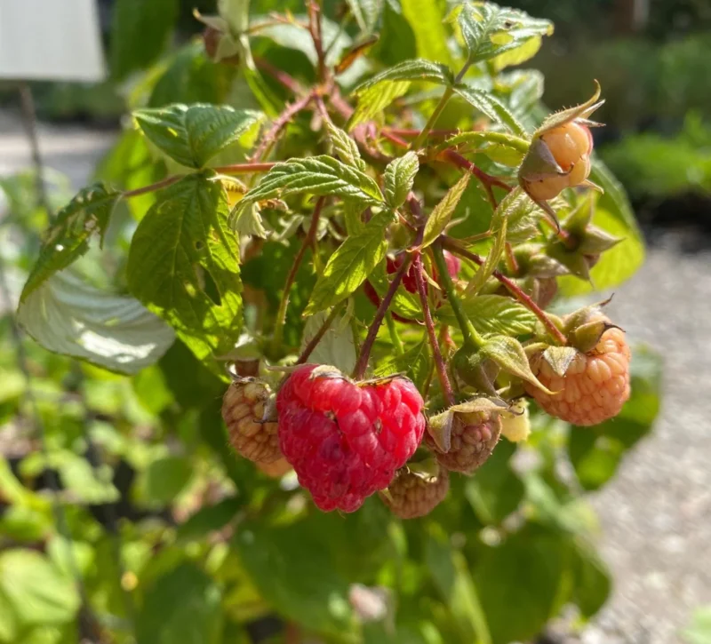 Red Raspberry Dollar 10 Heritage Red Raspberry Starter Plugs - Everbearing