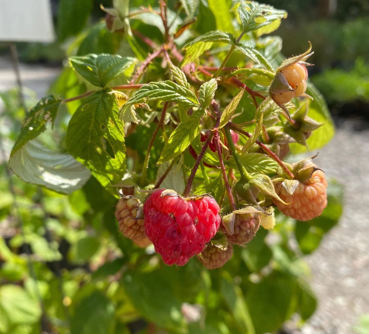 10 Heritage Red Raspberry Starter Plug - Rubus idaeus - Bare Root Plant - Image 7