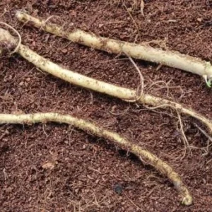 10 Horseradish Bare Roots - Armoracia rusticana Perennial Plant for Home Garden - Image 8