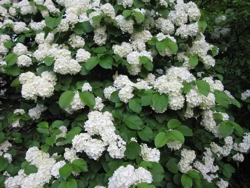 10 Japanese Snowball Viburnum Bare Root Cuttings - 1-2 ft Tall, White Flowers - Image 2