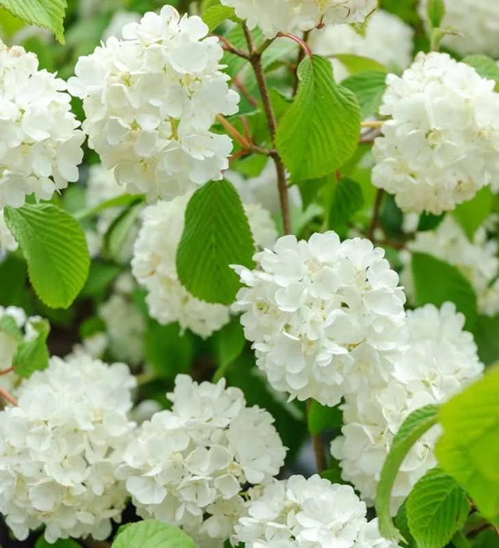 10 Japanese Snowball Viburnum Bare Root Cuttings - 1-2 ft Tall, White Flowers - Image 1