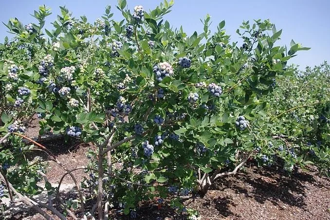 10 Jewel Blueberry Starter Plug - Vaccinium corymbosum Live Plant - Image 4