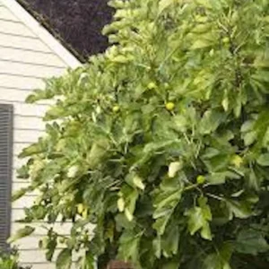 10 Kadota Fig Tree Starter Plug - Ficus carica 'Kadota' Live Plant - Image 2