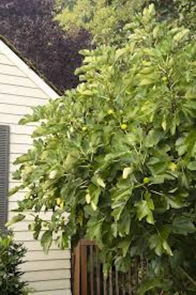 10 Kadota Fig Tree Starter Plug - Ficus carica 'Kadota' Live Plant - Image 2