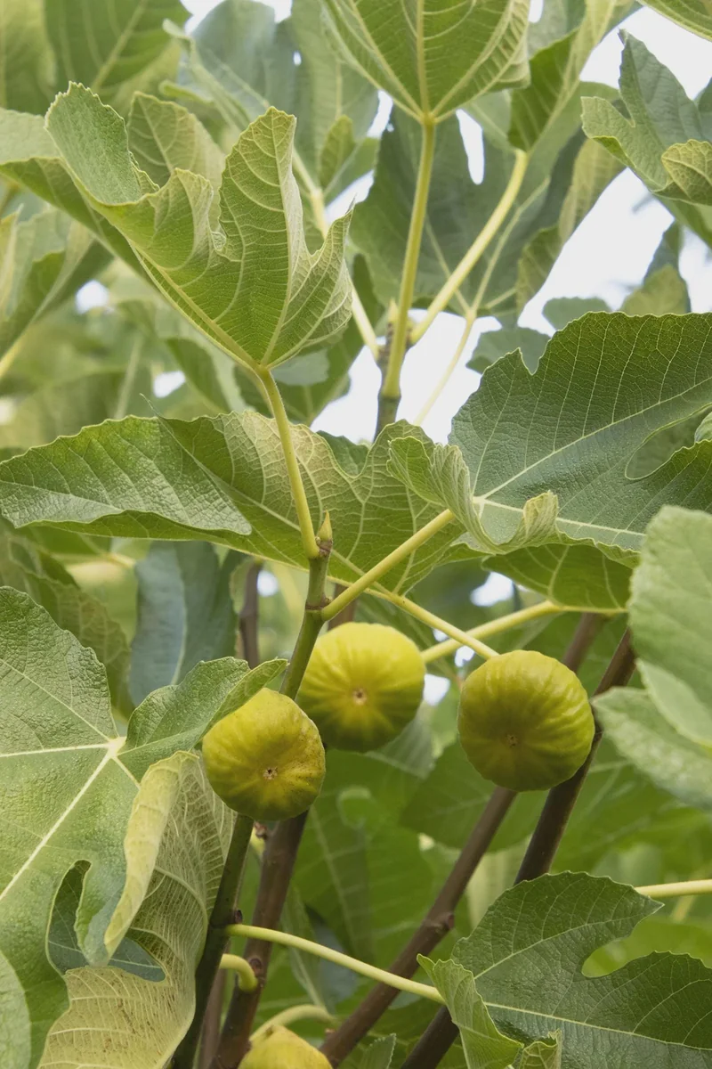 10 Kadota Fig Tree Starter Plug - Ficus carica 'Kadota' Live Plant - Image 1