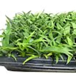 10 Kona Sugarloaf Pineapple Starter Plants - Ananas comosus Live Fruit Plants - Image 5