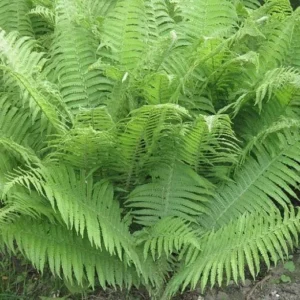 10 Lady Fern Bare Root Plants - Athyrium Filix-Femina Woodland Perennial - Image 10