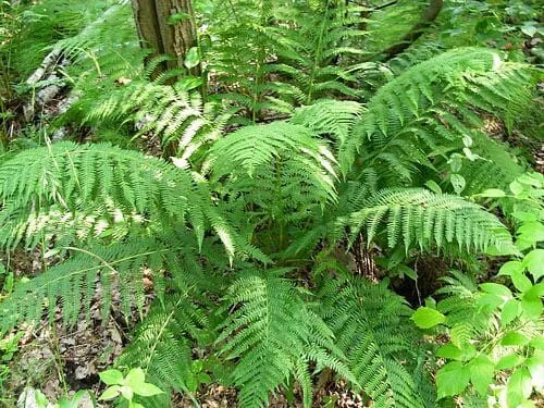 10 Lady Fern Bare Root Plants - Athyrium Filix-Femina Woodland Perennial - Image 4