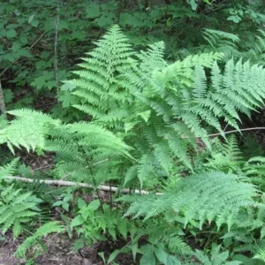 10 Lady Fern Bare Root Plants - Athyrium Filix-Femina Woodland Perennial - Image 5