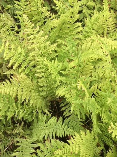 10 Lady Fern Bare Root Plants - Athyrium Filix-Femina Woodland Perennial - Image 7