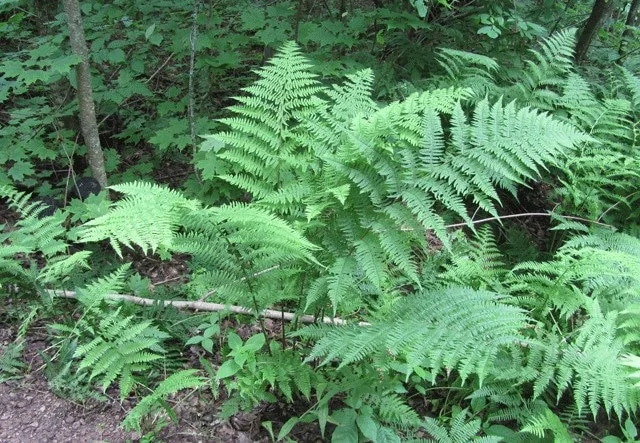 10 Lady Fern Bare Root Plants - Athyrium Filix-Femina Woodland Perennial - Image 9