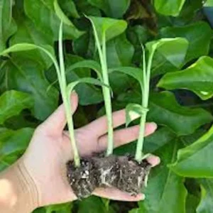 10 Lakatan Banana Starter Plugs - Musa acuminata 'Lakatan' Live Plant - Sweet Dessert Fruit - Image 4