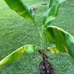10 Lakatan Banana Starter Plugs - Musa acuminata 'Lakatan' Live Plant - Sweet Dessert Fruit - Image 5