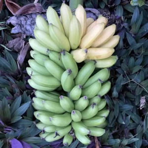 10 Lakatan Banana Starter Plugs - Musa acuminata 'Lakatan' Live Plant - Sweet Dessert Fruit - Image 6
