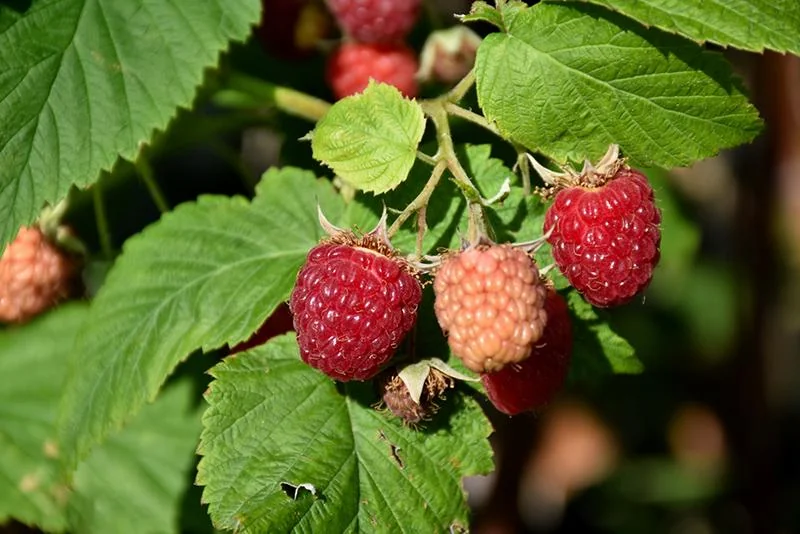10 Latham Red Raspberry Starter Plugs - Rubus idaeus - Cold Hardy Berry Plants - Image 5