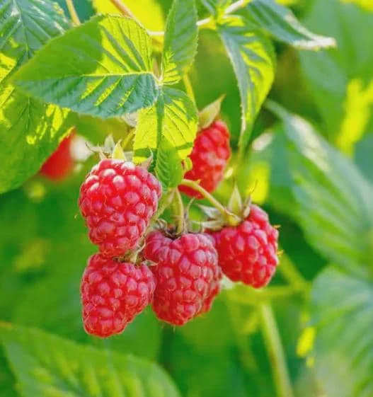 10 Latham Red Raspberry Starter Plugs - Rubus idaeus - Cold Hardy Berry Plants - Image 6