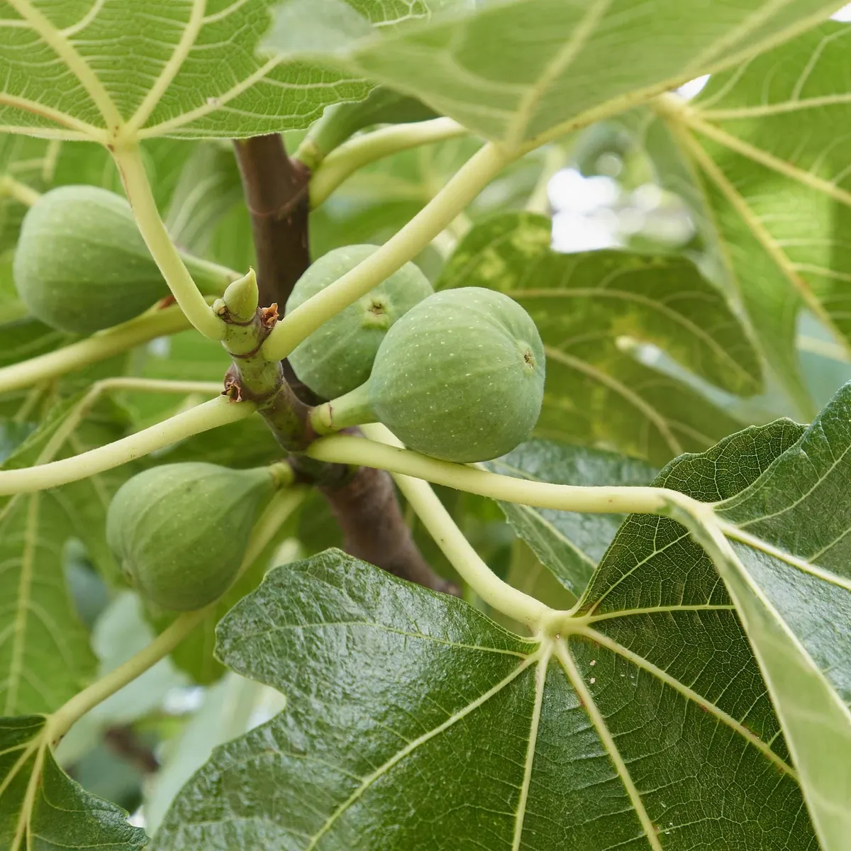 10 Lattarula Fig Starter Plugs - Italian Honey Fig Live Plant Ficus carica - Cold Hardy Fruit Tree - Image 3