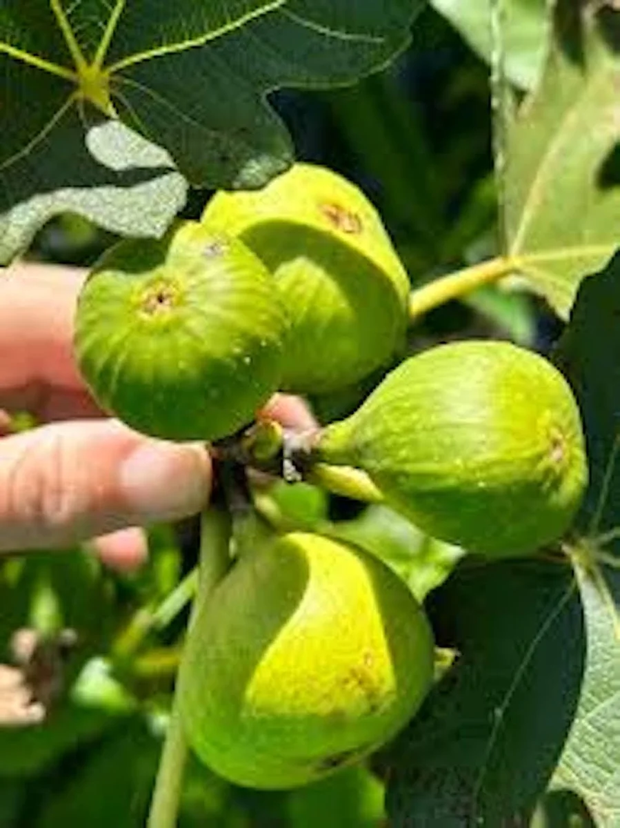 10 Lattarula Fig Starter Plugs - Italian Honey Fig Live Plant Ficus carica - Cold Hardy Fruit Tree - Image 6