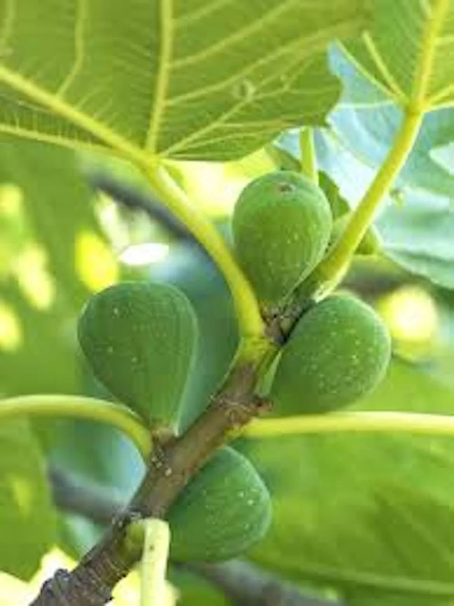 10 Lattarula Fig Starter Plugs - Italian Honey Fig Live Plant Ficus carica - Cold Hardy Fruit Tree - Image 1