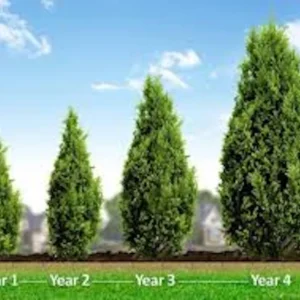 10 Leyland Cypress Tree Cuttings – Fast Growing Live Plant for Privacy Hedges - Image 5