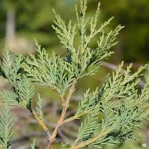 10 Leyland Cypress Tree Starter Plants - Evergreen Bare Root, 20-50ft - Image 3
