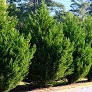 10 Leyland Cypress Tree Starter Plants - Evergreen Bare Root, 20-50ft - Image 1