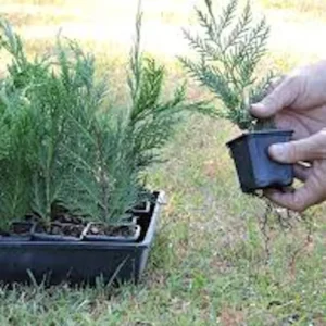 10 Leyland Cypress Tree Starter Plants - Evergreen Bare Root, 20-50ft - Image 5