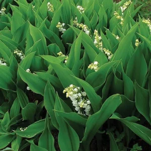 10 Lily of the Valley Bare Root Plants - Convallaria Majalis - Fragrant Ground Cover - Image 4