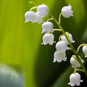 10 Lily of the Valley Bare Root Plants - Convallaria Majalis - Fragrant Ground Cover - Image 5