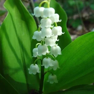 10 Lily of the Valley Bare Root Plants - Convallaria Majalis - Fragrant Ground Cover - Image 6