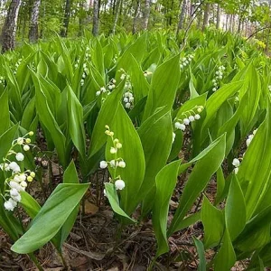 10 Lily of the Valley Bare Root Plants - Fragrant Ground Cover for Shade - Image 3