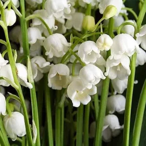 10 Lily of the Valley Bare Root Plants - Fragrant Ground Cover for Shade - Image 1
