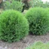 10 Little Giant Arborvitae Live Plants – Thuja occidentalis – Bush & Shrub – Outdoor - Image 1