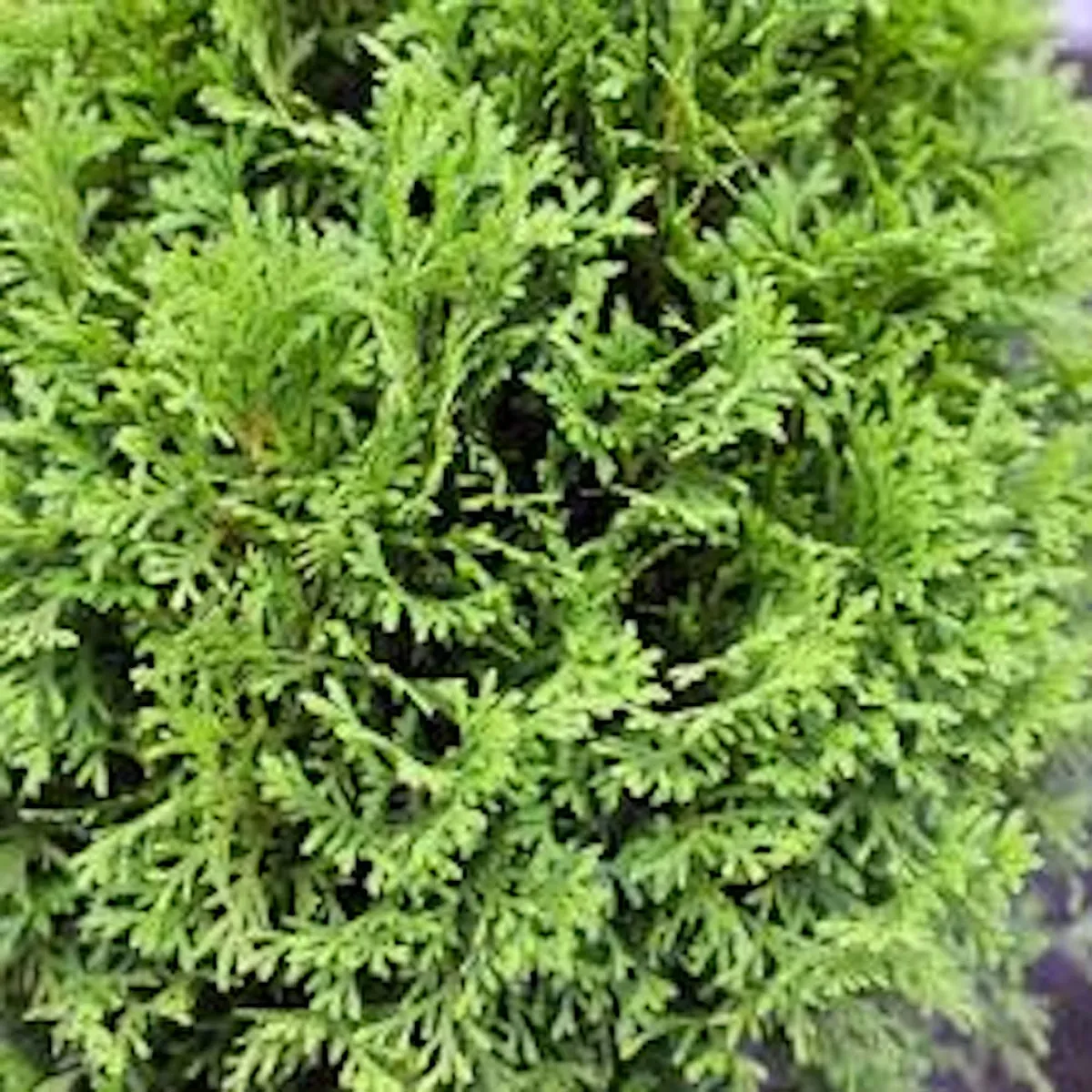 10 Little Giant Arborvitae Live Plants – Thuja occidentalis – Bush & Shrub – Outdoor - Image 3