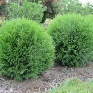 10 Little Giant Arborvitae Live Plants – Thuja occidentalis – Bush & Shrub – Outdoor - Image 1