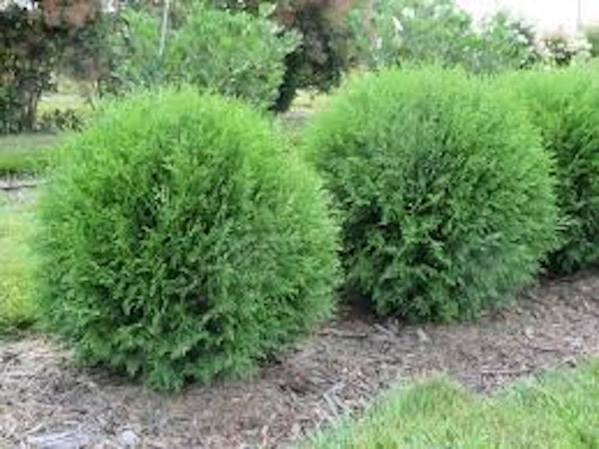 10 Little Giant Arborvitae Live Plants – Thuja occidentalis – Bush & Shrub – Outdoor - Image 1