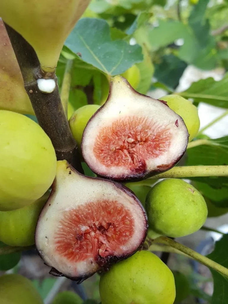 Ficus Magnolia 10 Magnolia Fig Starter Plugs - Ficus carica 'Magnolia' Plants