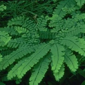 10 Maidenhair Fern Bare Roots - Adiantum pedatum Live Plants for Shade - Image 2