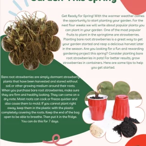 10 Mara Des Bois Strawberry Plants - Everbearing Bare Root - Image 7