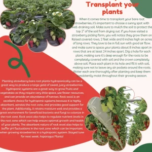 10 Mara Des Bois Strawberry Plants - Everbearing Bare Root - Image 9