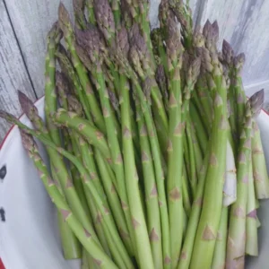 10 Millennium Asparagus Bare Roots - High-Yielding Perennial Vegetable Plant - Image 2